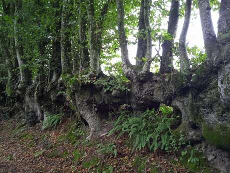 SENTIER DU MONT DU SAULE