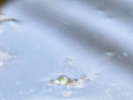 Ça grouille sous l’eau