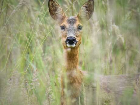 Un bois plein de surprise