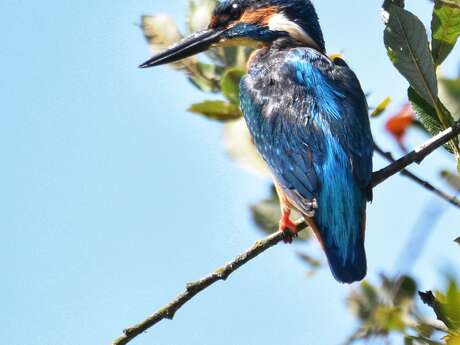 Avez-vous vu Martin?