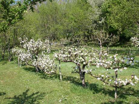 Arboretum du Tuffeau