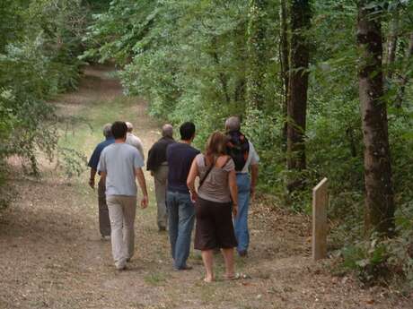 BOIS DE LA JEUNERIE À BRISSARTHE