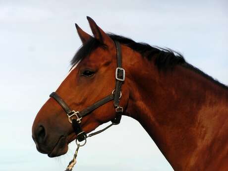 CENTRE EQUESTRE DE CHATEAU GONTIER