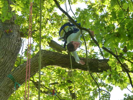 Le dédale des cimes - initiation à la grimpe d'arbre et laser-game en forêt