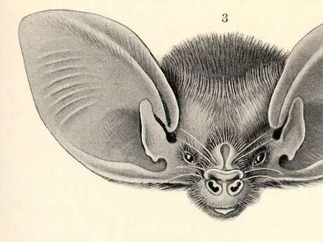 La symphonie des Chauve-Souris