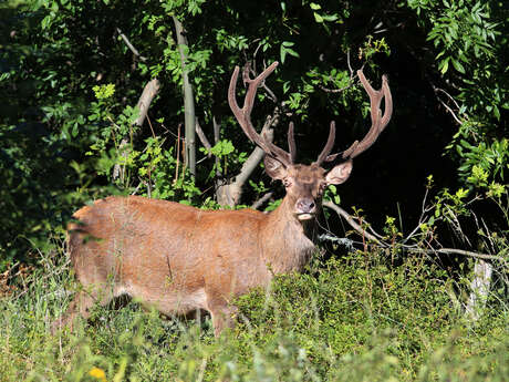 BRAME DU CERF