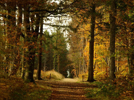 FORÊT COMMUNALE DE COMBRÉE