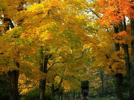 FORET DE LA CHARNIE