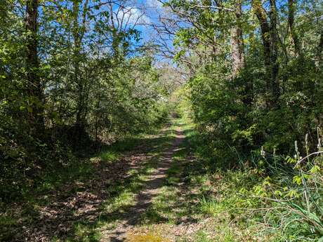 LA FORET DE MACHECOUL