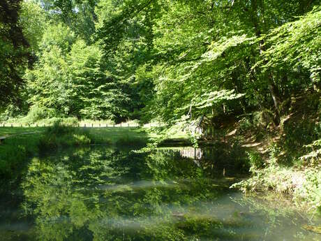 Balade famille "Forêt sensorielle"