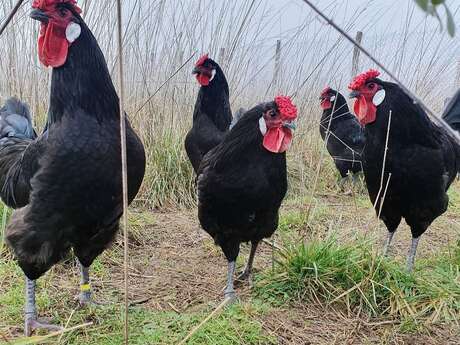 FERME DE LA POULE NOIRE