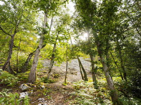 Trail - Le Tour des Alpes Mancelles