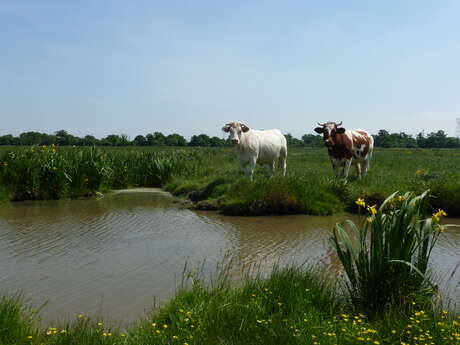 SENTIER DU MARAIS DE LA ROCHE