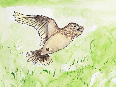 Le chant des oiseaux : ce qu’ils se disent vraiment