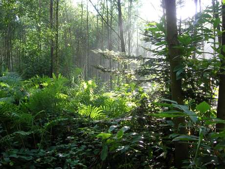 Bois, rivière et habitat