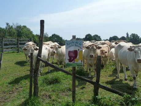 LA ROUTE DE LA VIANDE BOVINE