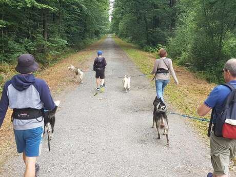 Cani-rando avec Husky d'Anjou