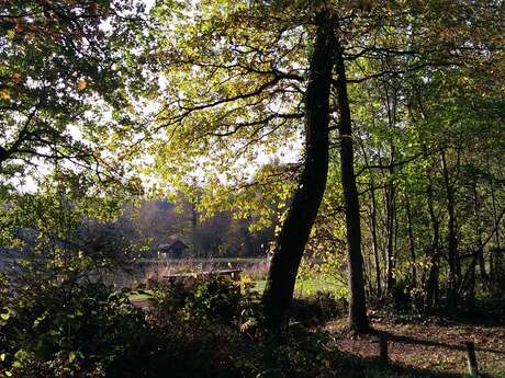 FORÊT DOMANIALE DE LONGUENÉE