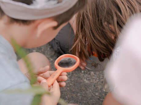Le monde fascinant des araignées