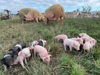 LA FERME DU COCHON BLEU