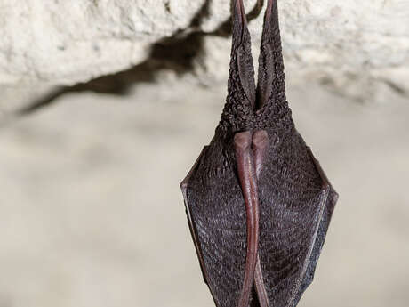 Nuit de la chauve souris à Baugé