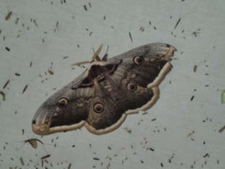 Vous avez dit “papillons de nuit” ?