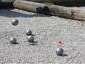 Concours de Pétanque
