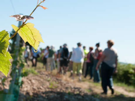 Vignobles & Caves