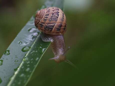 LIMERO L'ESCARGOT MAYENNAIS