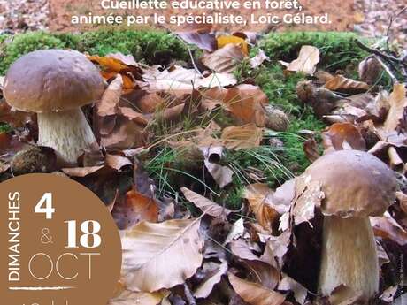 Sorties éducatives : "Les champignons, les connaître et les reconnaître"