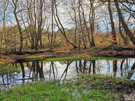 [Balade nature] Eau et biodiversité au bois des communes