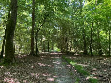 Forêt domaniale de Brotonne