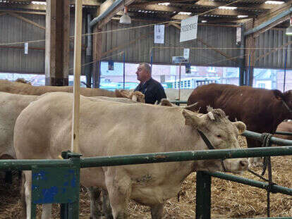 Festival de la Viande