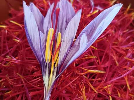 Atelier Gourmand, du champ à l’assiette : le safran