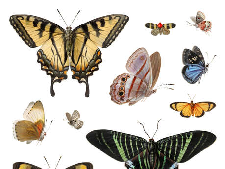 [Exposition] Flore , Bébêtes et Cie...