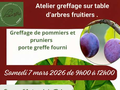 Atelier greffage de prunes et pommes