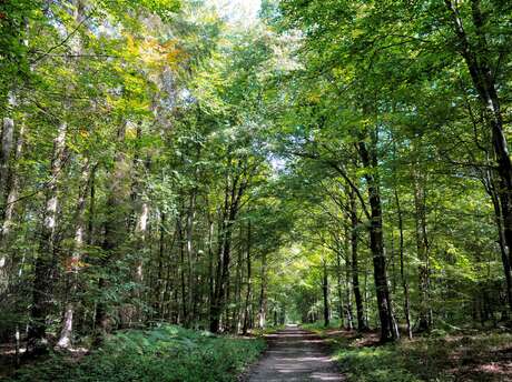 [Visite nature] Les mares de la forêt d'Arques