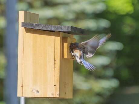 [Atelier Nature] À vos nichoirs ! Atelier familial à Offranville