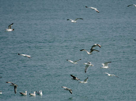 [Sortie nature] Les oiseaux en hiver