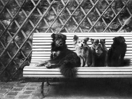 Émile Zola : la photographie - Exposition