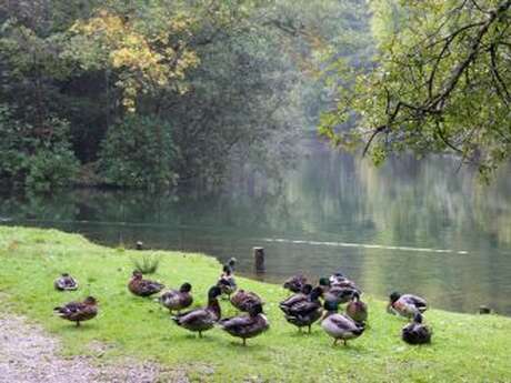 Randonnée guidée - Les oiseaux du Vivier