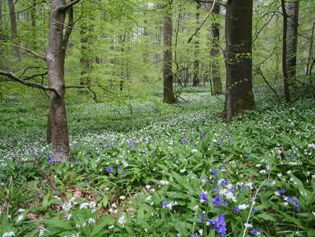 Forêt indivise d'Eu