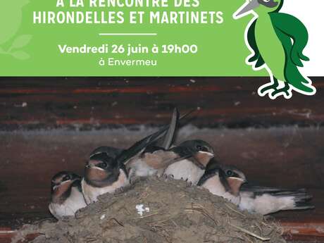 A la rencontre des hirondelles et des martinets