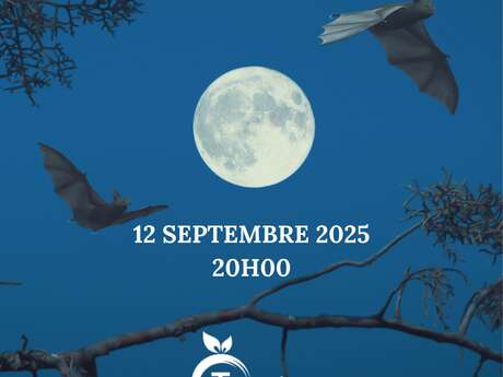 A la rencontre des chauves-souris