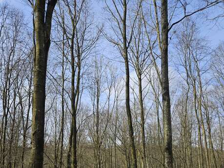 Dans la peau d'un forestier - Expérience de martelage