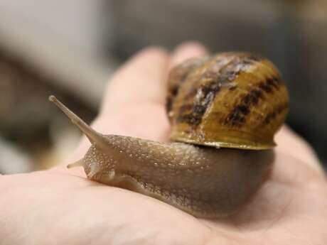 La Ferme aux Escargots