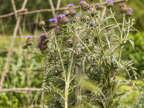Atelier adultes : soigner le potager au naturel