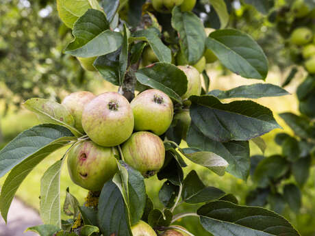 Visite - L'art des fruitiers dans les jardins de l'abbaye