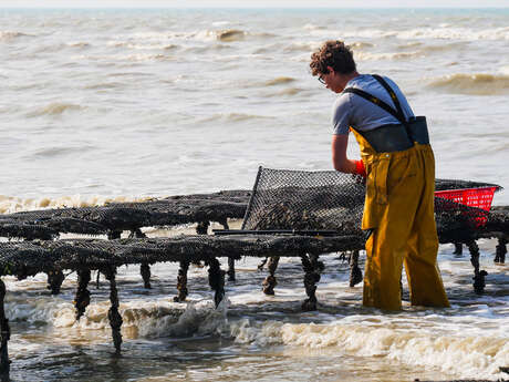 À la découverte de l'huître : La Veulaise