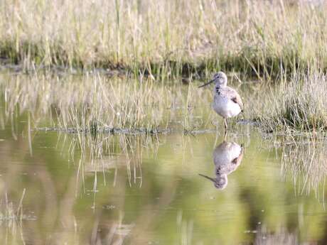 Découverte de la réserve naturelle de l'estuaire de la Seine à l'heure de la migration